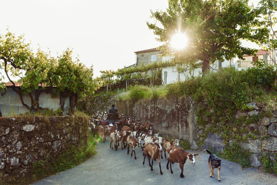 2h Quad Tour • Arcos de Valdevez • Peneda Gerês - Green farmland and views from 630 meters
