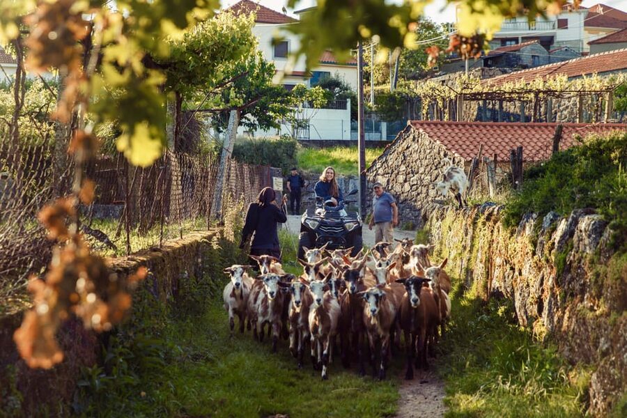 2h Quad Tour • Arcos de Valdevez • Peneda Gerês - Guide quality and the pace of the outing