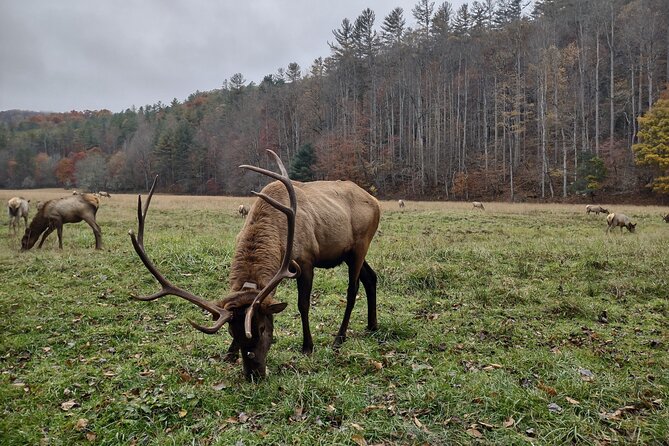 3-3.5 HR UTV ECO Elk Wilderness Adventure - Cherokee History Along the Route