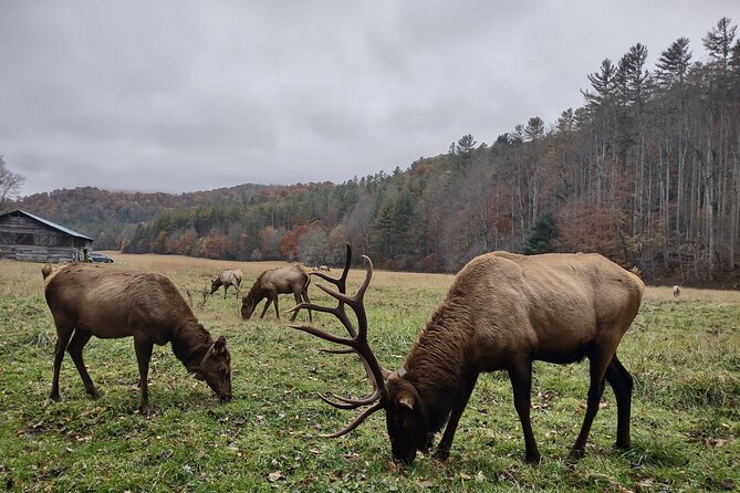 3-3.5 HR UTV ECO Elk Wilderness Adventure - Searching for North Carolina’s Wild Elk