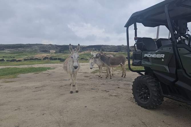4-seater UTV Island 4hr Tour in Aruba, morning or afternoon - Cave Pool Aruba: The Tour’s Biggest Thrill