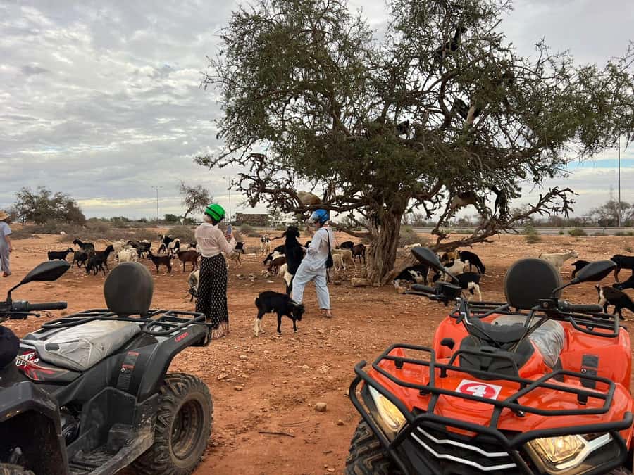 Agadir: ATV Quad Biking and Goats On Argan Trees with Tea - Why the $19 price is strong value