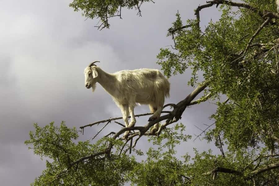 Agadir: ATV Quad Biking and Goats On Argan Trees with Tea - Practical ways to make the day better