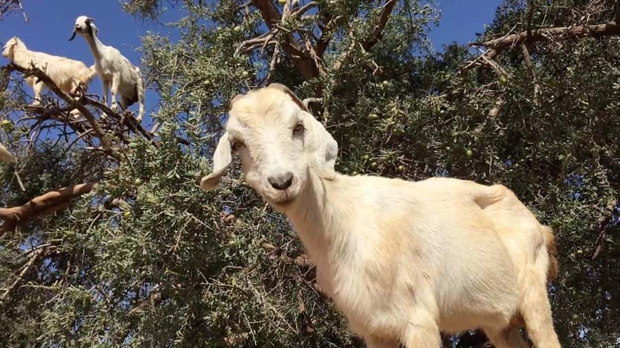 Agadir: ATV Quad Biking and Goats On Argan Trees with Tea - Getting comfortable on the quad before the rough ground