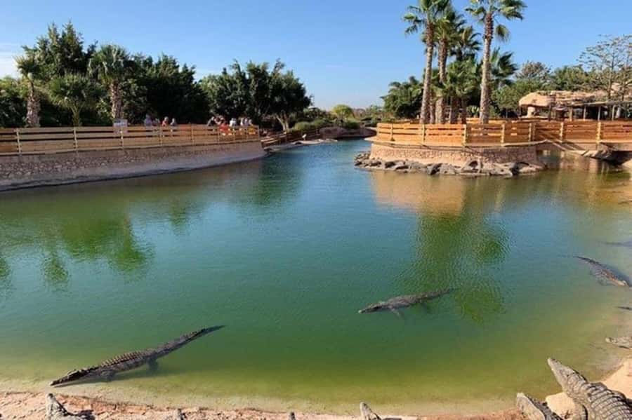 Agadir: Quad Safari with Crocoparc Optional - The argan tree goats and the tea stop