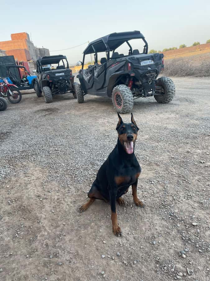 Agafay Desert 4-Seater Buggy Experience | Family & Premium - Who will enjoy this private buggy ride