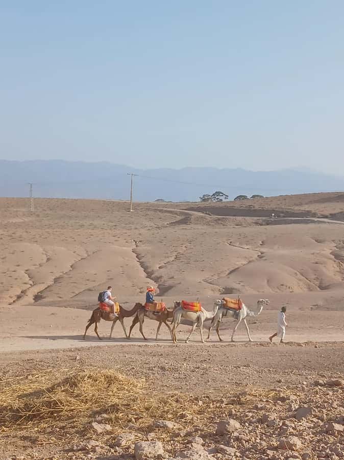 Agafay Desert: Quad Biking, Camel Ride, Lunch - Who Gets the Most From This Five-Hour Trip?