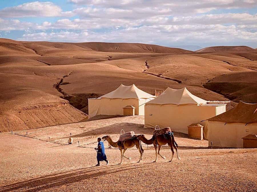 Agafay: Half-Day Rocky Desert Quad & Camel Ride with Lunch - Should you book it?