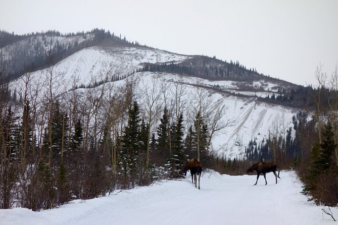 Alaskan Back Country Side by Side ATV Adventure with Meal - Why the included meal adds real value