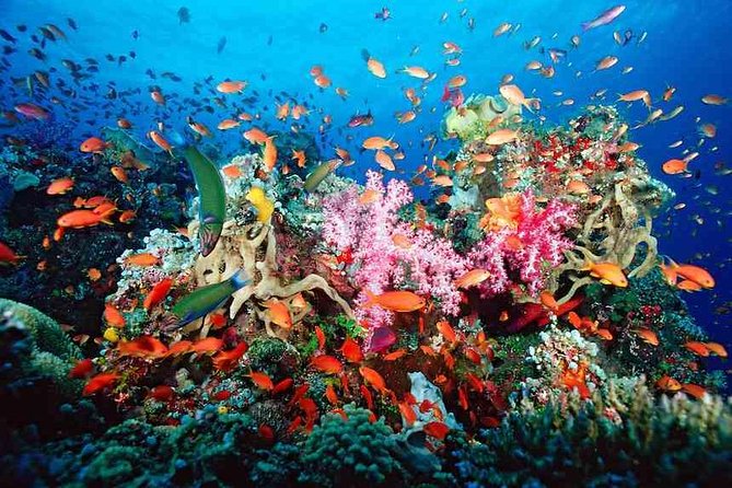 ATV Adventure Combo with Snorkeling, Ziplines, Cenote, and Lunch - Puerto Morelos reef: the strongest part of the day