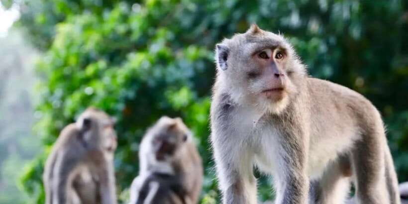Bali: ATV Gorilla Cave, Ubud Monkey Forest, & Waterfall Tour - Who should book this Bali tour?