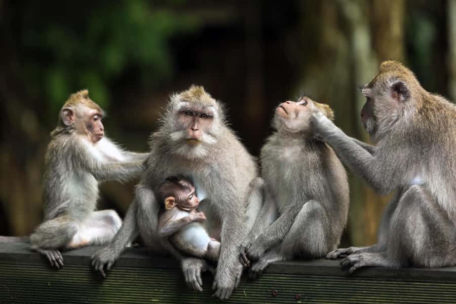 Bali: ATV, Water Rafting, and Monkey Forest Tour - Alasan Adventures ATV ride: mud, slopes, and a slow start