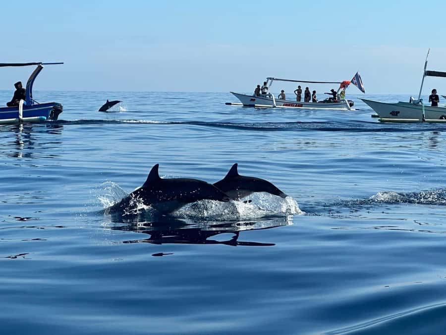 Bali: Dolphin Swimming Tour with ATV Quad Bike & Waterfall - Lovina dolphins, sunrise, and snorkeling
