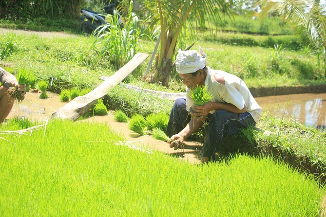 Bali Quad and Buggy Discovery Tour, Including Round-Trip Transfer - Who will enjoy this most