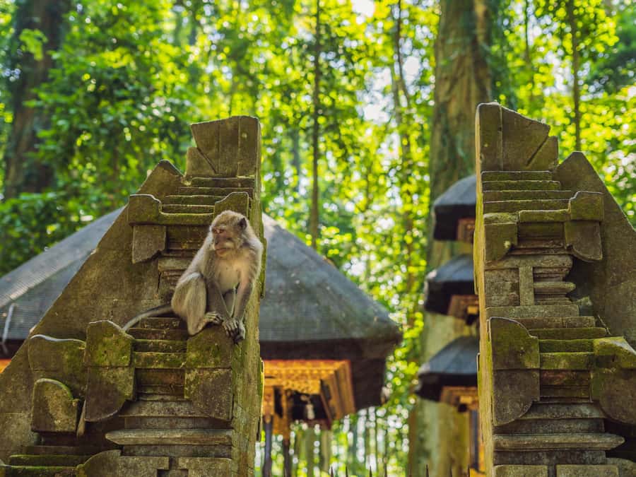 Bali: Ubud Adventure, ATV, Monkey Forest& Waterfall Tour - Sacred Monkey Forest and Balinese spirituality