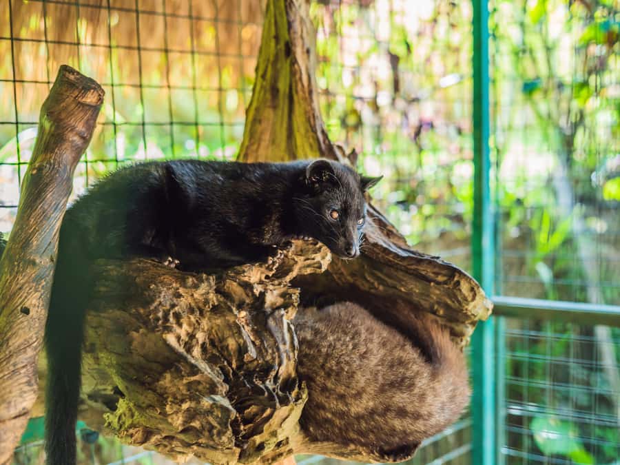 Bali: Ubud Adventure, ATV, Monkey Forest& Waterfall Tour - Should you book the Ubud Adventure, ATV, Monkey Forest and Waterfall Tour?