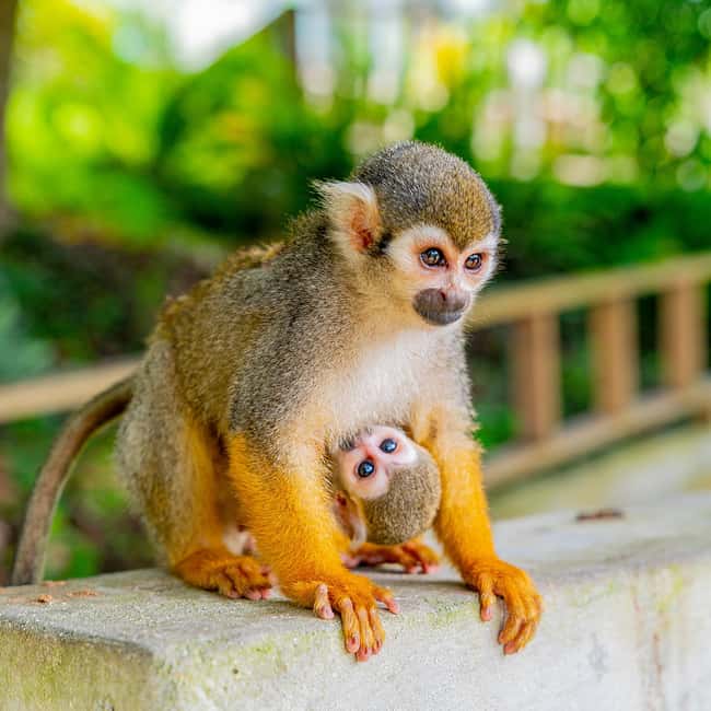 Bayahibe/La Romana: 4x4 Buggy and Monkeyland Tour - Monkeyland and the close encounter with squirrel monkeys