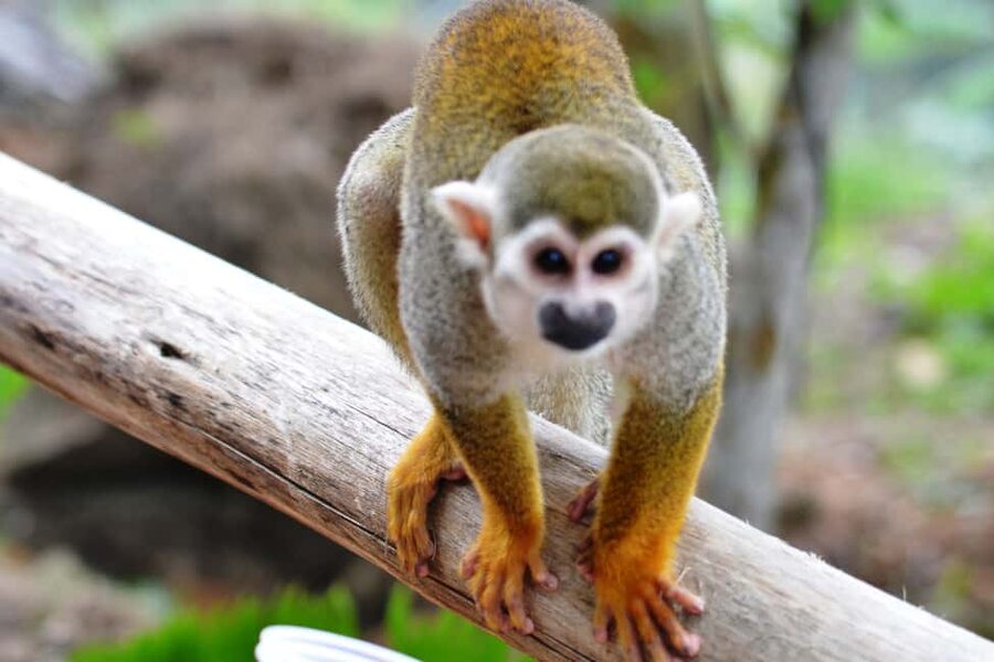 Bayahibe/La Romana: 4x4 Buggy and Monkeyland Tour - Hotel pickup and the long road to the countryside