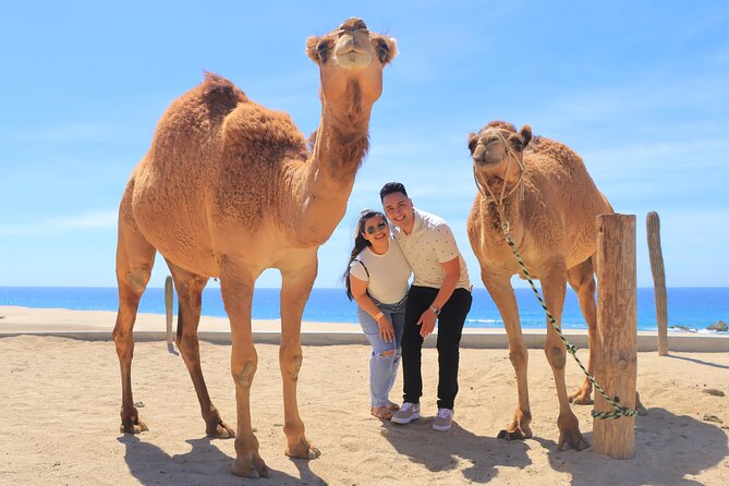 Beach, ATV, and Camel Ride Combo Tour - One hour across the Baja dunes
