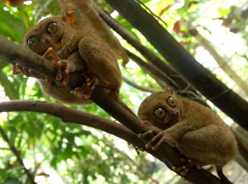Bohol: Choco Tour + Loboc River Lunch Buffet + ATV Adventure - Is the $121 price fair for a full day in Bohol?