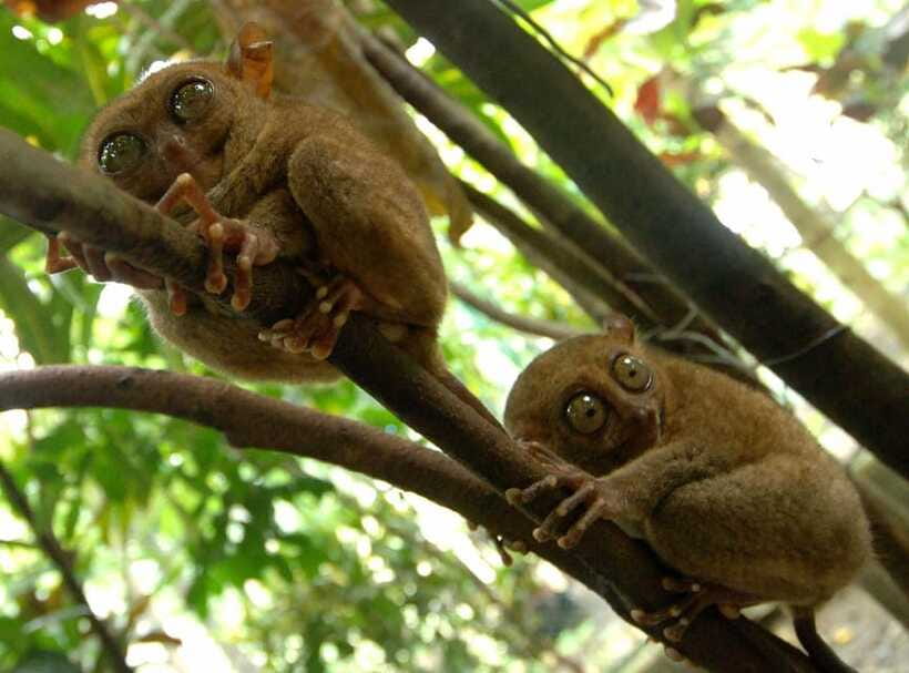 Bohol: Choco Tour + Loboc River Lunch Buffet + ATV Adventure - Loboc River lunch, with food and a little showmanship