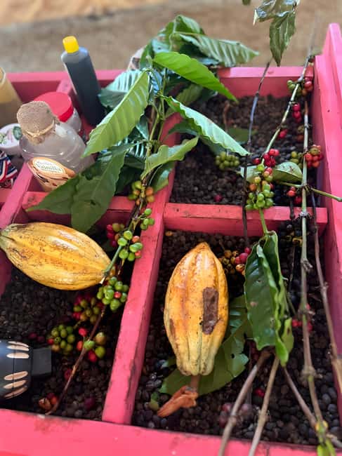 Buggy Tour in Punta Cana: Mamajuana - Coffee - Swimming in Cenote and Macao Beach - Key points at a glance