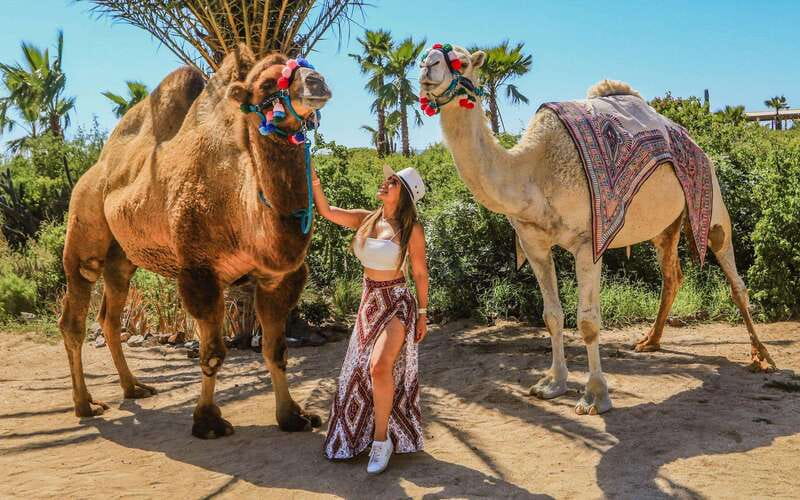 Cabo San Lucas: Camel Ride & Off-Road UTV Combo Adventure - The camel ride beside the Pacific Ocean