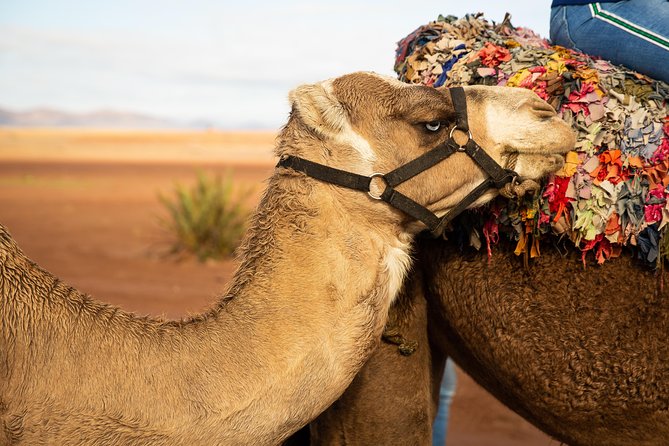 Camel and Quad Biking Tour from Marrakech - Safety, language, and group size