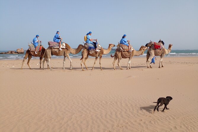 Camel ride or quad bike ride.. pick up, drop off. including - What This Essaouira Camel Ride Is Really Like