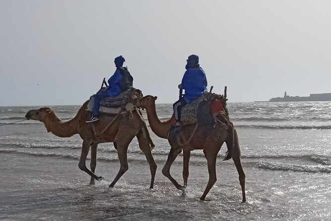 Camel ride or quad bike ride.. pick up, drop off. including - Riding the Dromedaries Along the Beach