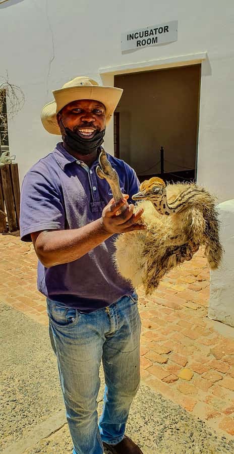 CAPE TOWN: OSTRICH RANCH QUAD BIKE RIDE & OSTRICH TOUR - Meeting the ostriches up close