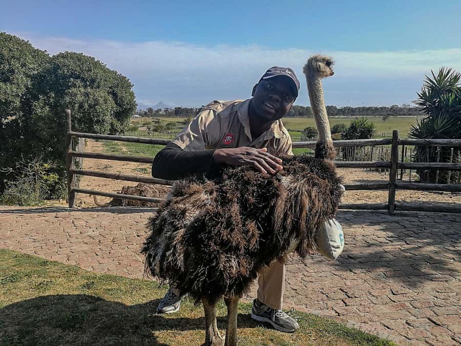 CAPE TOWN: OSTRICH RANCH QUAD BIKE RIDE & OSTRICH TOUR - Who will enjoy this Cape Town activity?