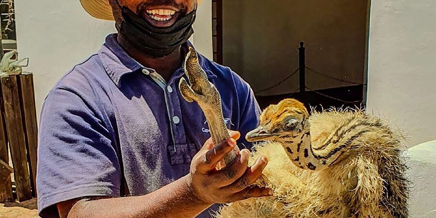 CAPE TOWN: OSTRICH RANCH QUAD BIKE RIDE & OSTRICH TOUR - Should you book the Ostrich Ranch quad ride?
