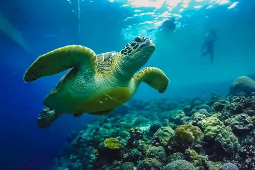 Cebu: Moalboal Snorkeling, Mantayupan Falls & ATV Adventure - The early ride south from Cebu