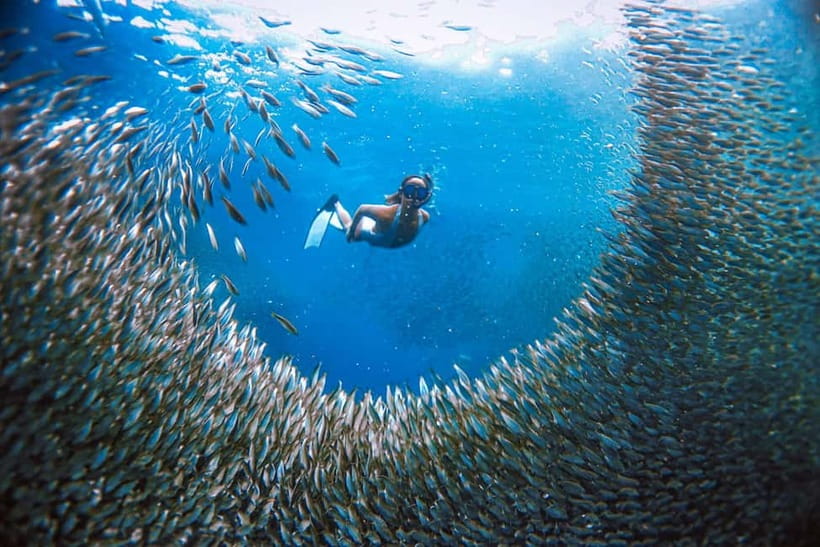 Cebu: Sardine Run Snorkeling, Mantayupan Falls & ATV Thrills - Key points to know before booking