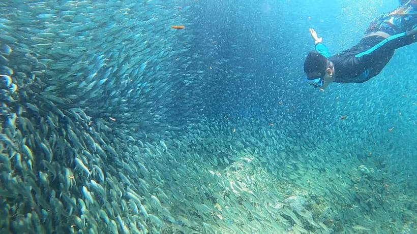 Cebu: Sardine Run Snorkeling, Mantayupan Falls & ATV Thrills - Who should book this Cebu day trip?
