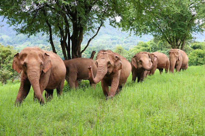 Chiang Mai ATV White Water Rafting and Elephant Sanctuary Full-Day Trip - From Chiang Mai to Bann Kang Kud