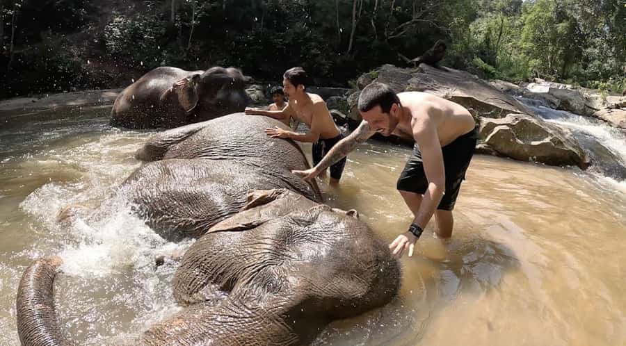 Chiang Mai : Ethical Elephant Sanctuary and ATV Adventure - What the elephant routine is really like