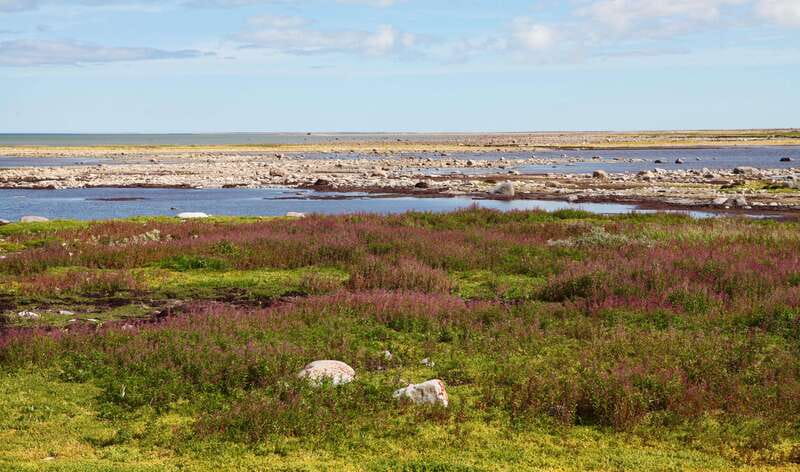 Churchill: Exclusive Tundra Buggy Day Trip - The important points at a glance
