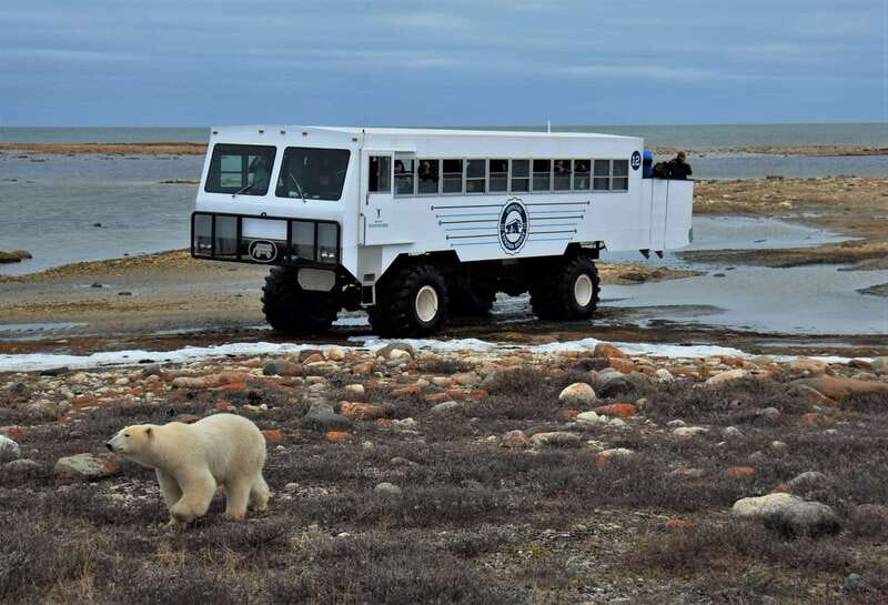 Churchill: Exclusive Tundra Buggy Day Trip - Starting at Fifty Eight North