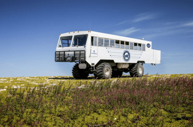 Churchill: Exclusive Tundra Buggy Day Trip - The rest of the wildlife is part of the deal