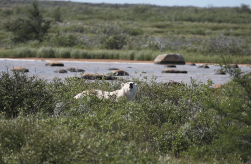 Churchill: Exclusive Tundra Buggy Day Trip - How good is the value?