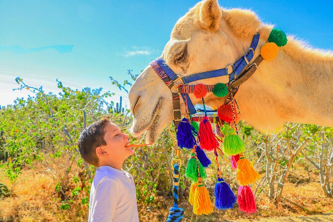 Combo Single Offroad 4x4 UTV, Camel Ride, Lunch & Tequila Tasting - Lunch with tortillas, salsas, and cold drinks