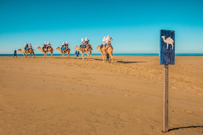 Combo Single Offroad 4x4 UTV, Camel Ride, Lunch & Tequila Tasting - Who should book this Cabo outing?