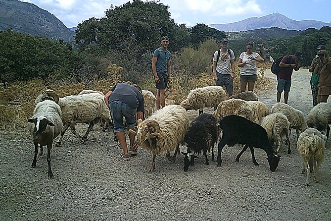 Crete 5-Hour Quad Safari Experience - Malia to Sisi, through olives and old oak