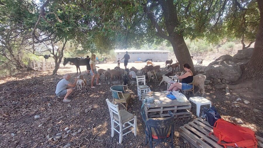 CRETE :MALIA HERSSONISOS QUADS ECOTOUR ADVENTURE - HIGH PERF - Olive oil, goats, and small-scale Cretan life
