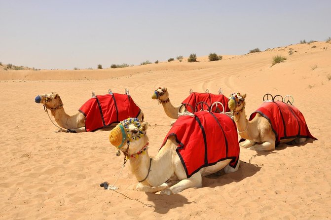 Desert Safari: Luxury Fortress Dinner, Camel Ride & Dune Bashing - Key points at a glance