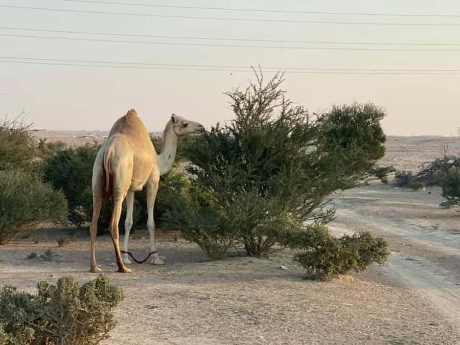 Doha Activities: Desert Safari, Dune Bashing & Inland Sea - Who should book this desert safari