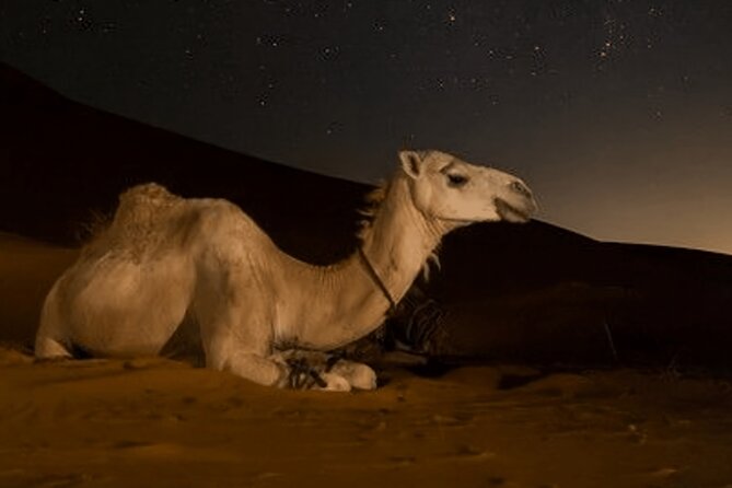 Doha Night Desert Safari Camel Ride Dune Bashing with Transfer - How much value do you get for $50.84?