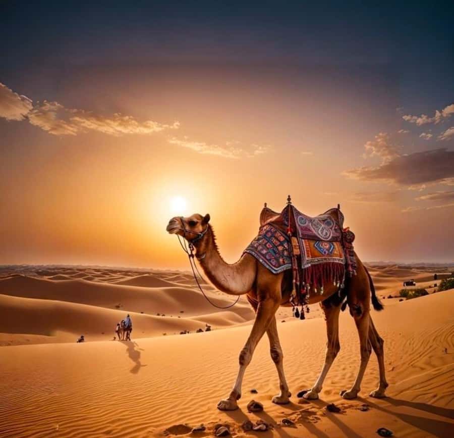 Doha: Nighttime Desert Safari with Dune Bashing & Camel Ride - Leaving Doha for the sands